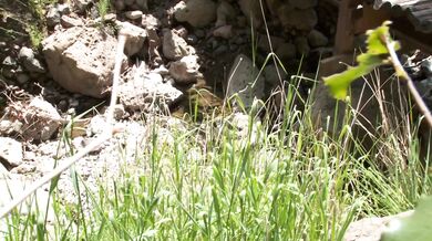 Madelyn Marie And Natasha Marley In A Hot Outdoor Threesome